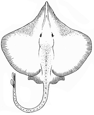 ภาพ ปลา acuta (Sympterygia acuta)