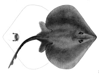 ภาพ ปลา bonapartii (Sympterygia bonapartii)