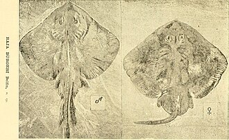 ภาพ ปลา lima (Sympterygia lima)