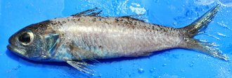 ภาพ ปลา japonicus (Synagrops japonicus)