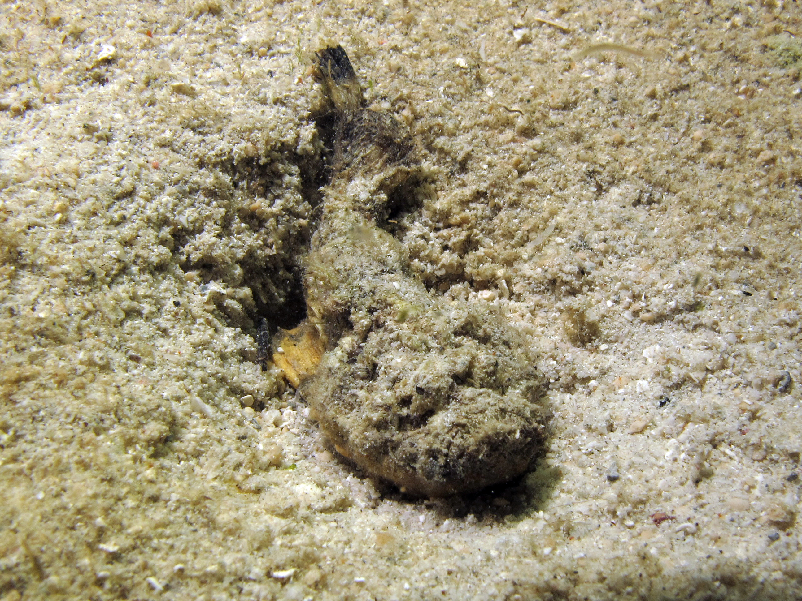 ภาพ ปลา alula (Synanceia alula)