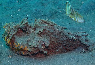 ภาพ ปลา horrida (Synanceia horrida)