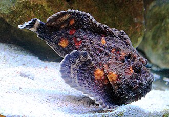 ภาพ ปลา verrucosa (Synanceia verrucosa)