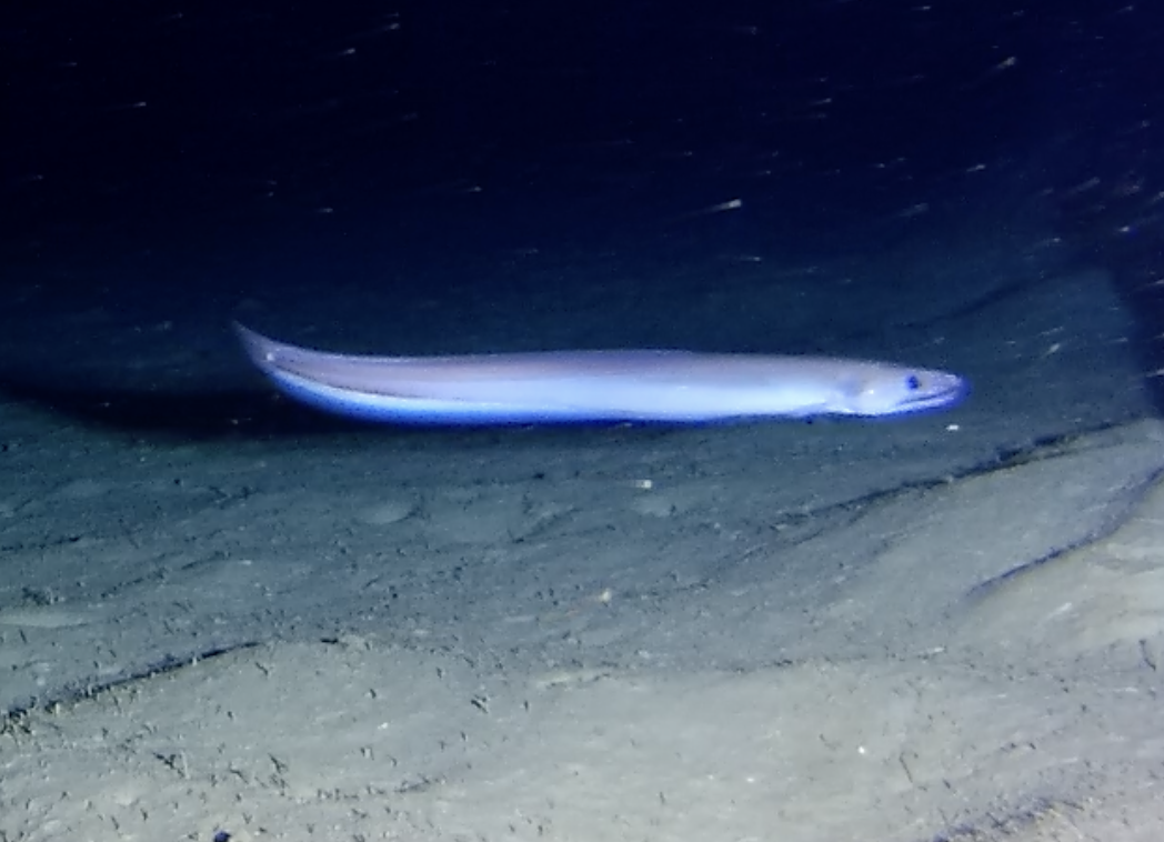ภาพ ปลา affinis (Synaphobranchus affinis)