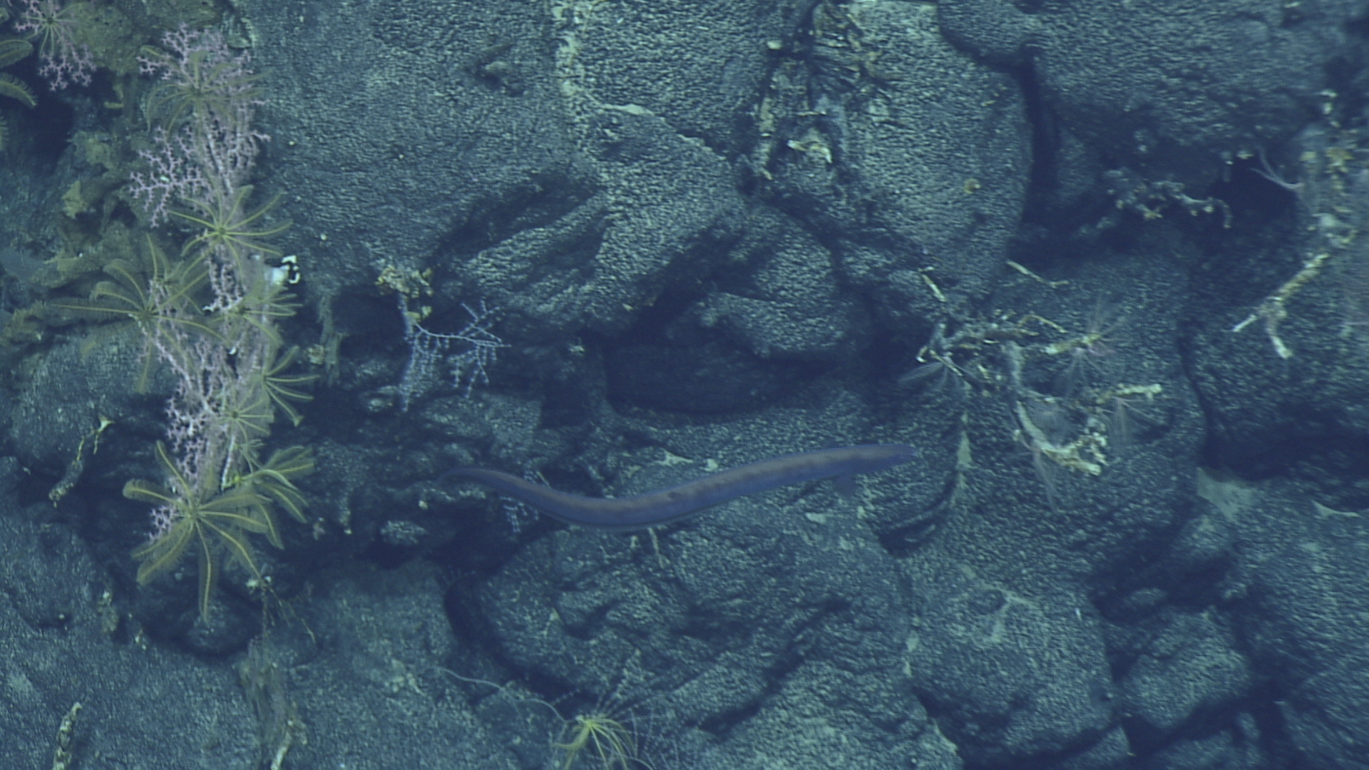 ภาพ ปลา brevidorsalis (Synaphobranchus brevidorsalis)