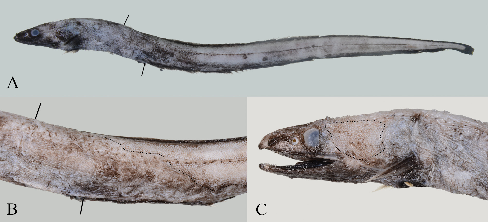 ภาพ ปลา oligolepis (Synaphobranchus oligolepis)