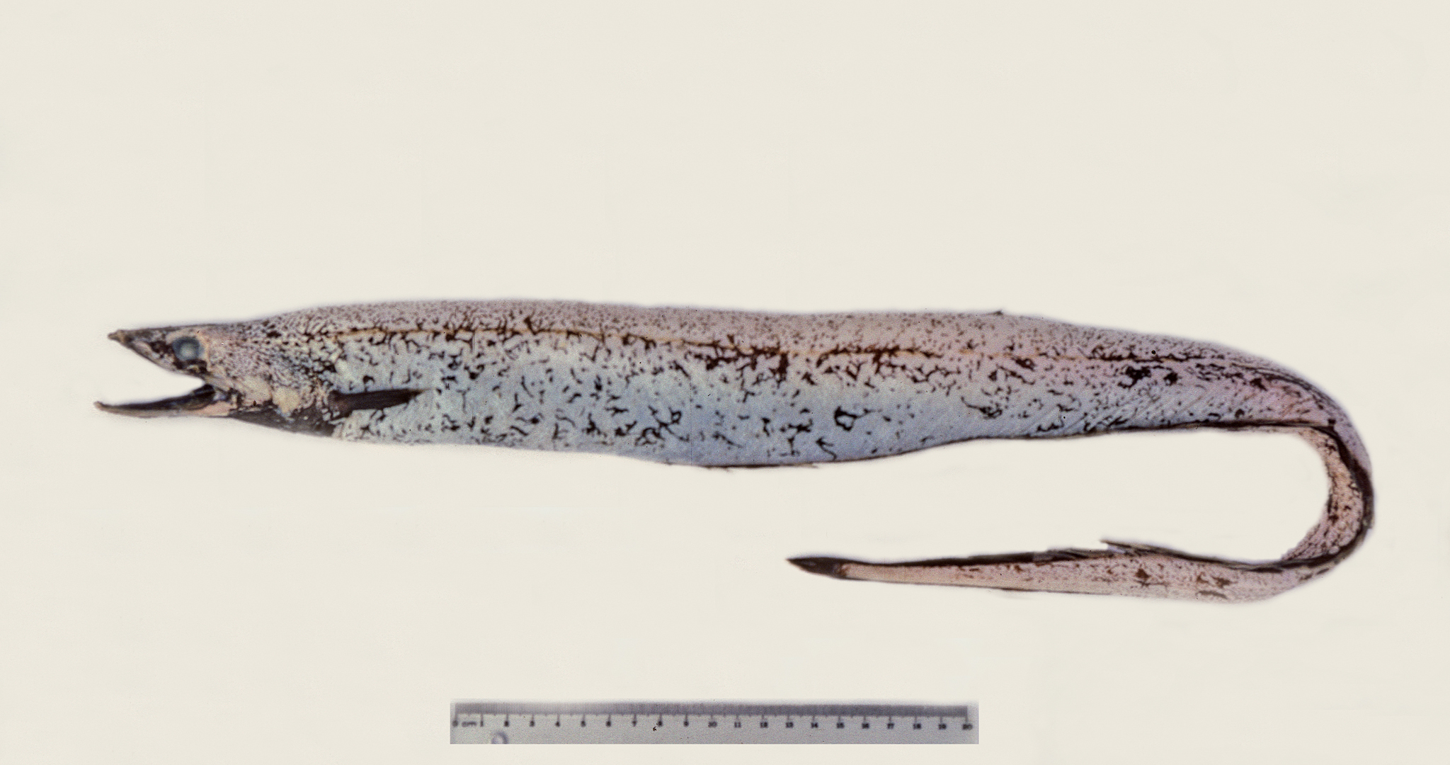 ภาพ ปลา oregoni (Synaphobranchus oregoni)