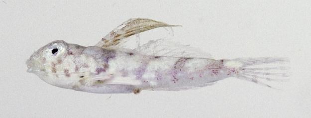 ภาพ ปลาแมนดาริน laddi (Synchiropus laddi)
