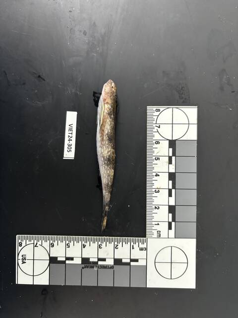 ภาพ ปลาแมนดาริน lateralis (Synchiropus lateralis)