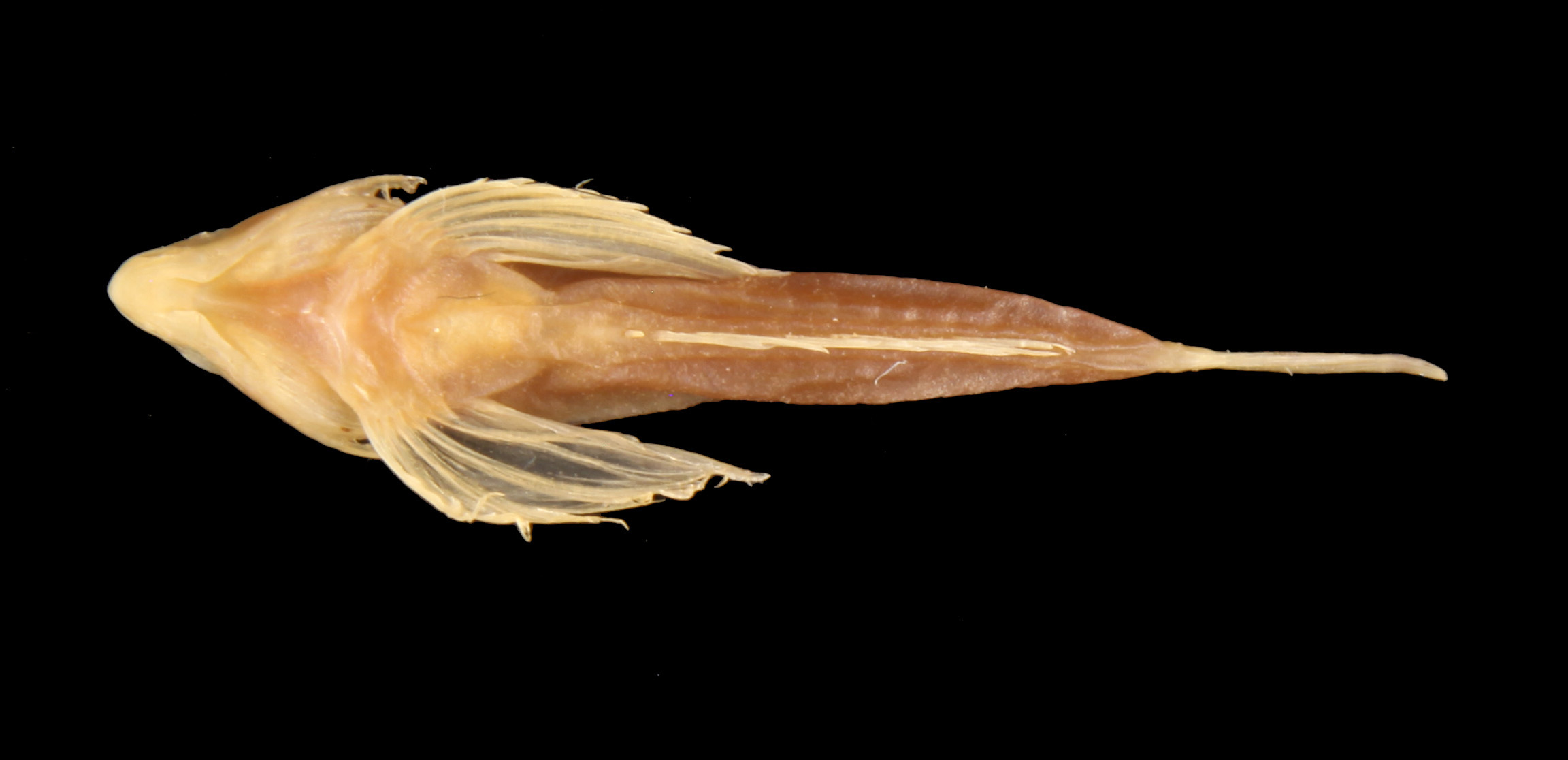 ภาพ ปลาแมนดาริน minutulus (Synchiropus minutulus)