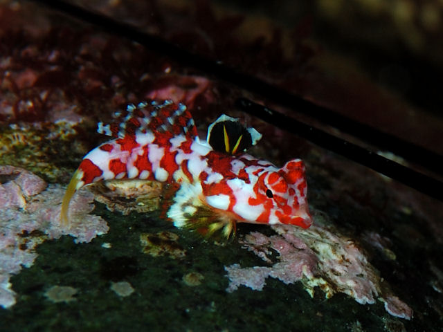 ภาพ ปลาแมนดาริน moyeri (Synchiropus moyeri)