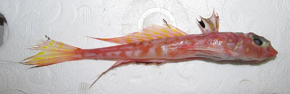 ภาพ ปลาแมนดาริน phaeton (Synchiropus phaeton)