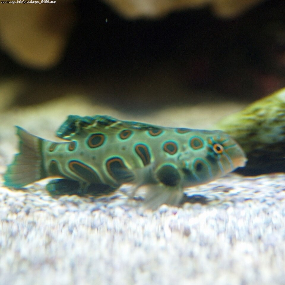 ภาพ ปลาแมนดารินจุด (ปลาไซคีเดลิก) (Synchiropus picturatus)