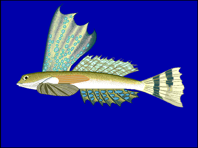 ภาพ ปลาแมนดาริน rameus (Synchiropus rameus)