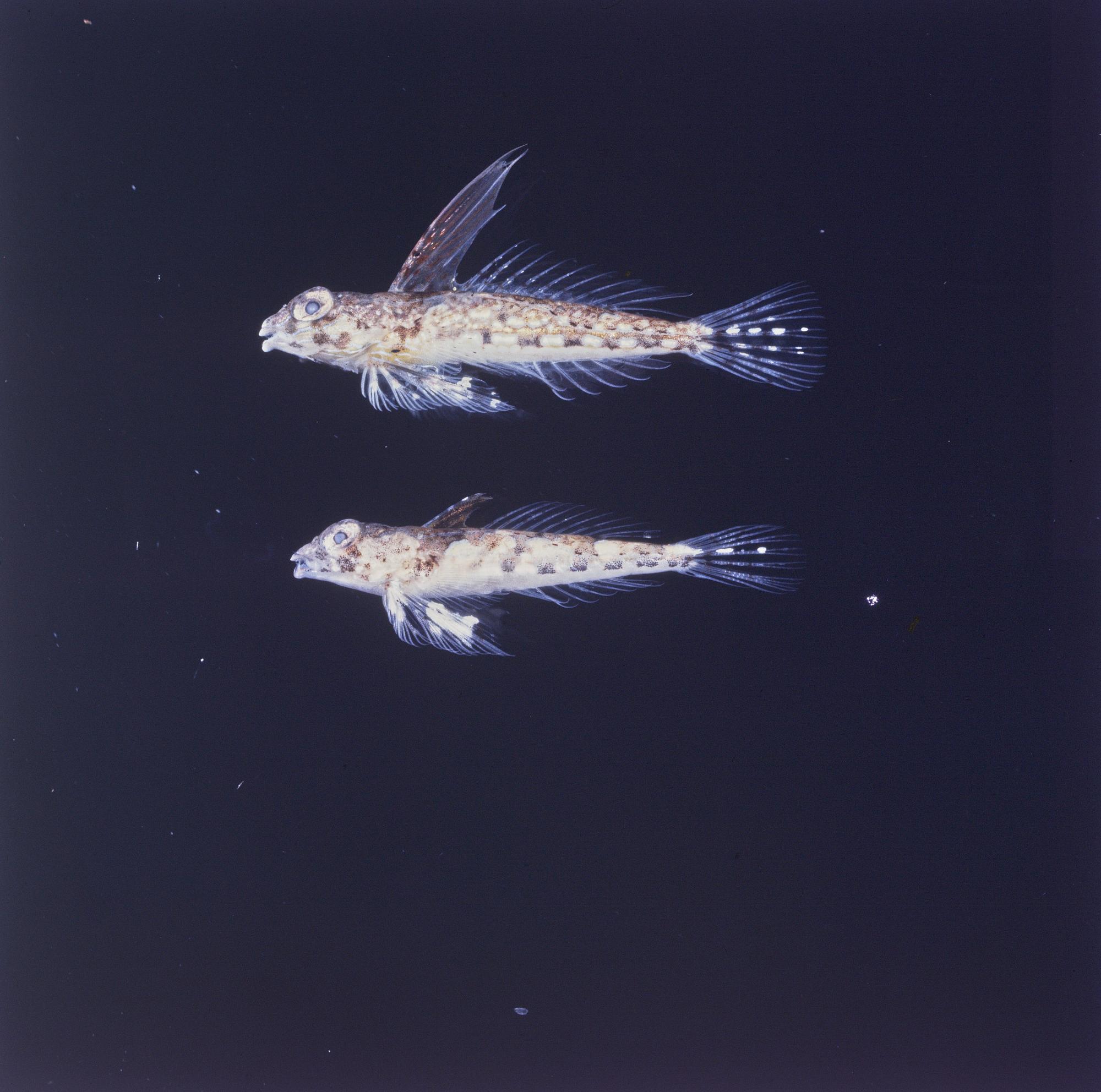 ภาพ ปลาแมนดาริน randalli (Synchiropus randalli)