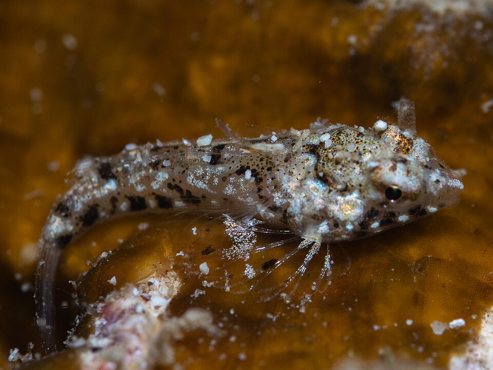 ภาพ ปลาแมนดาริน rosulentus (Synchiropus rosulentus)