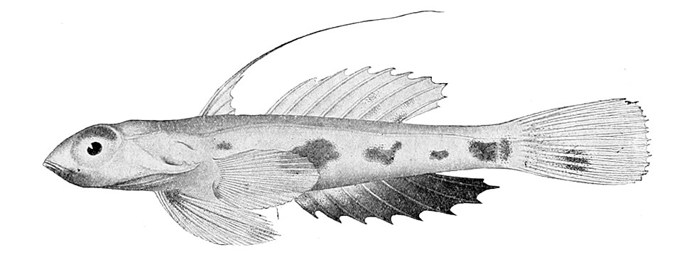 ภาพ ปลาแมนดารินจิ๋วฮาวาย (Synchiropus rubrovinctus)
