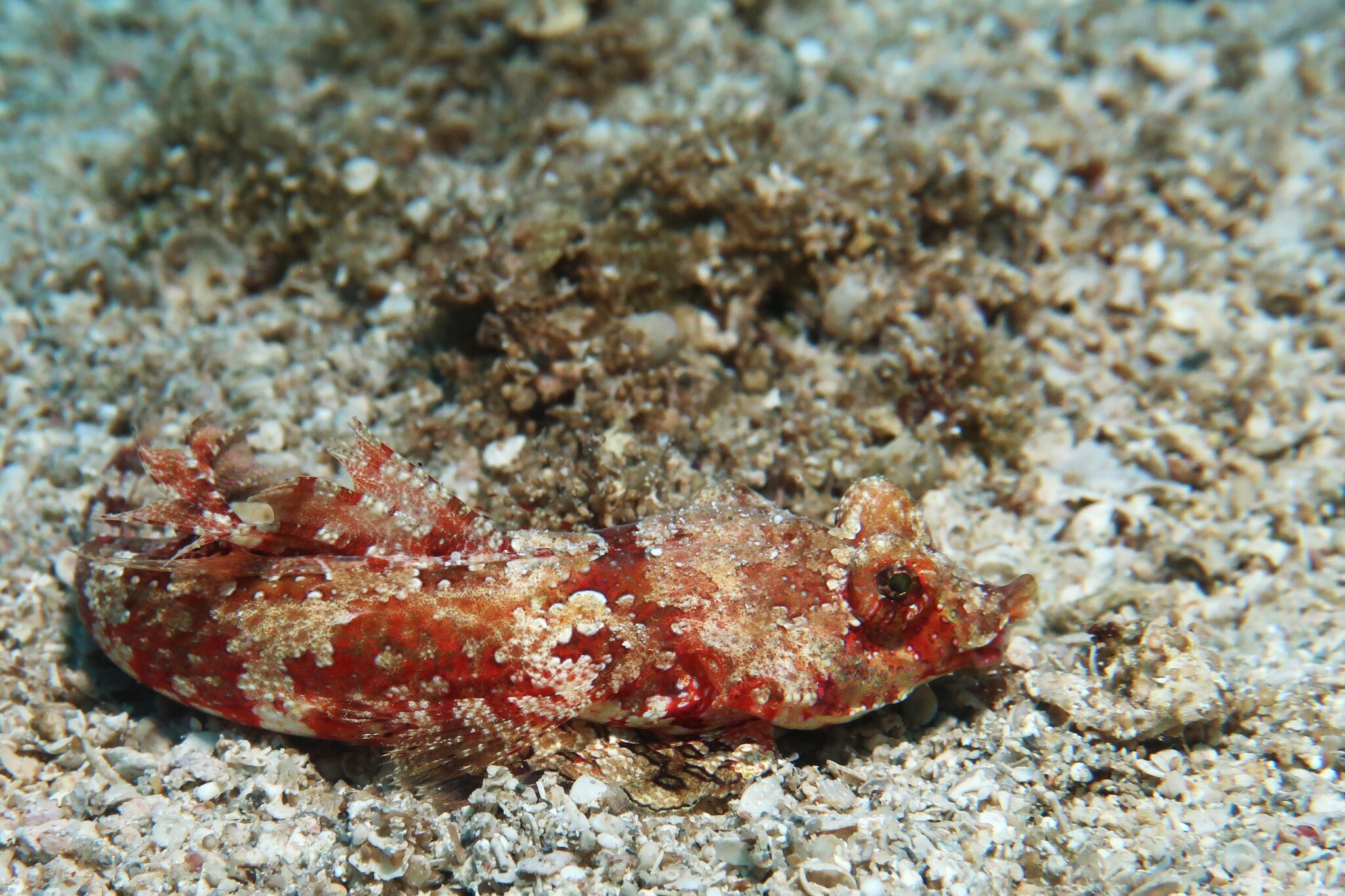 ภาพ ปลาแมนดาริน sechellensis (Synchiropus sechellensis)