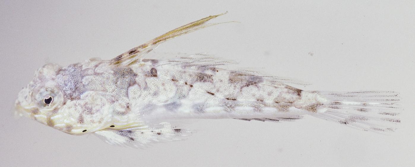 ภาพ ปลาแมนดาริน springeri (Synchiropus springeri)