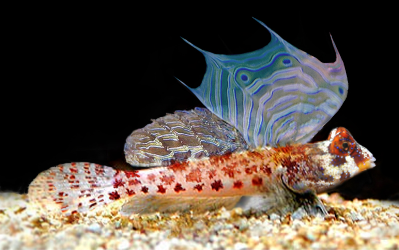 ภาพ ปลาแมนดาริน stellatus (Synchiropus stellatus)