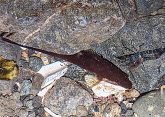 ภาพ ปลา gilli (Synchirus gilli)