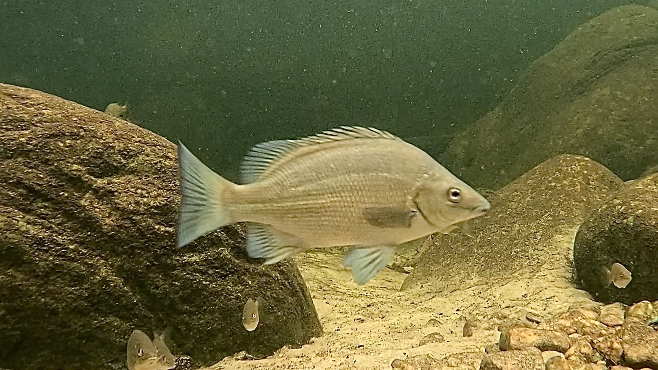 ภาพ ปลา butleri (Syncomistes butleri)