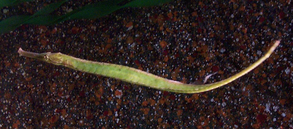 ภาพ ปลาจิ้มฟันจระเข้ท้องคม (Syngnathoides biaculeatus)