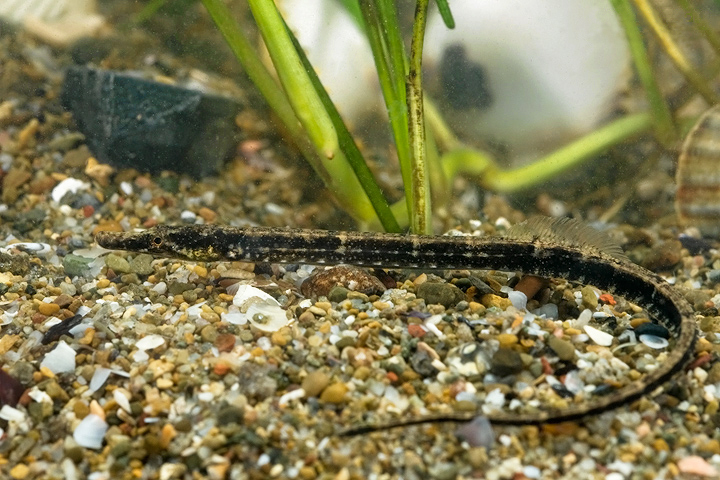 ภาพ ปลาจิ้มฟันจระเข้ดำลายเส้น (Syngnathus abaster)
