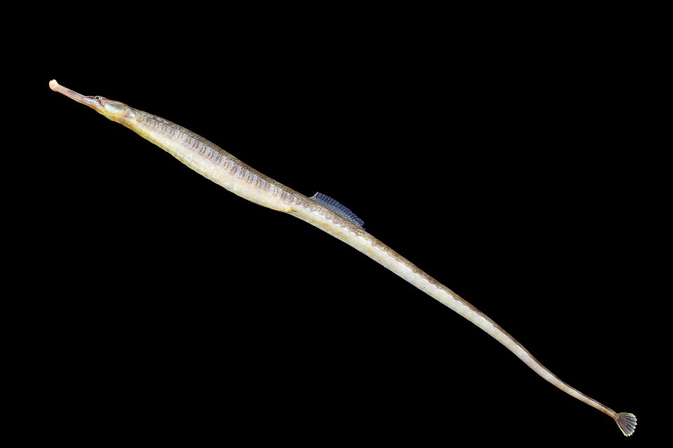 ภาพ ปลาจิ้มฟันจระเข้ acus (Syngnathus acus)