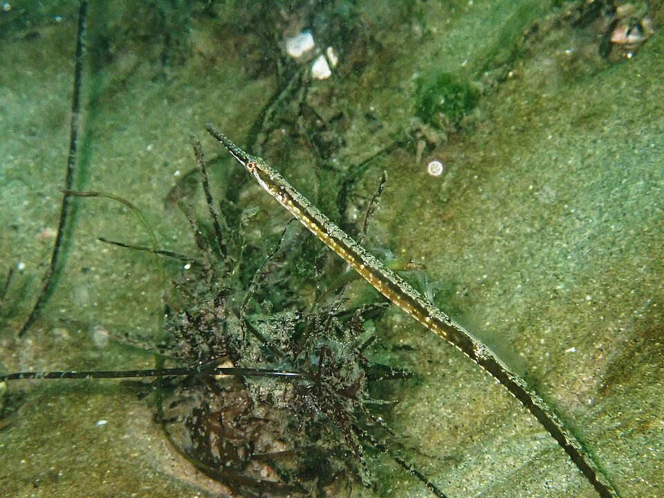 ภาพ ปลาจิ้มฟันจระเข้ californiensis (Syngnathus californiensis)