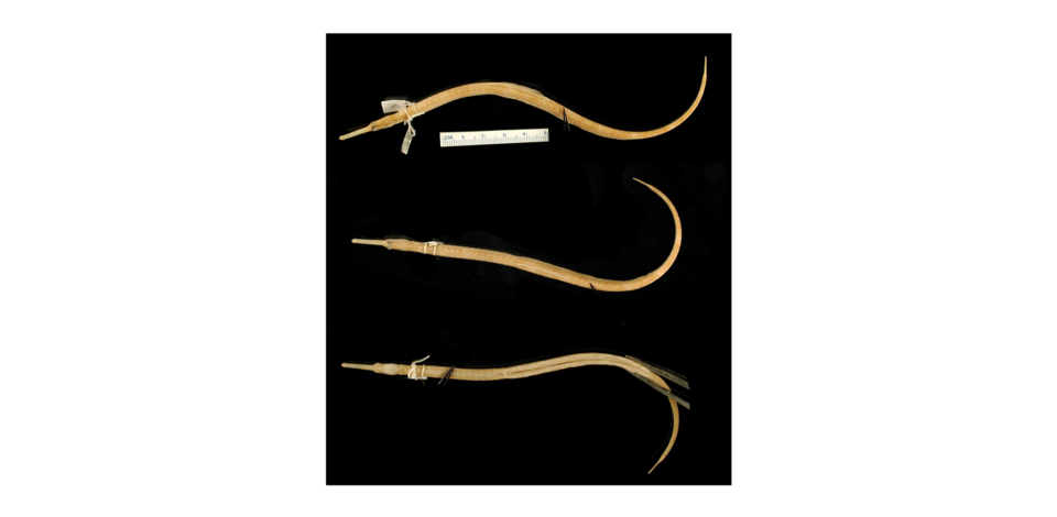 ภาพ ปลาจิ้มฟันจระเข้ carinatus (Syngnathus carinatus)