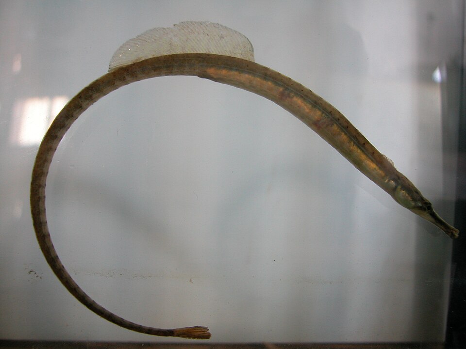 ภาพ ปลาจิ้มฟันจระเข้ fuscus (Syngnathus fuscus)