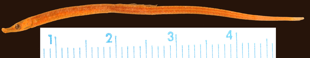 ภาพ ปลาจิ้มฟันจระเข้ jaumei (Syngnathus jaumei)