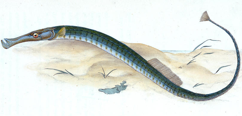 ภาพ ปลาจิ้มฟันจระเข้ pelagicus (Syngnathus pelagicus)