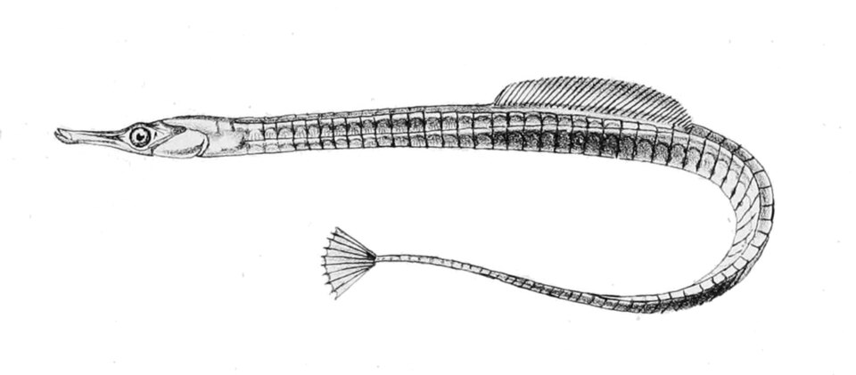 ภาพ ปลาจิ้มฟันจระเข้เล็ก (Syngnathus rostellatus)