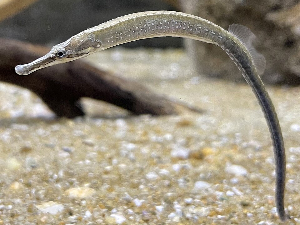 ภาพ ปลาจิ้มฟันจระเข้แปซิฟิก (Syngnathus schlegeli)