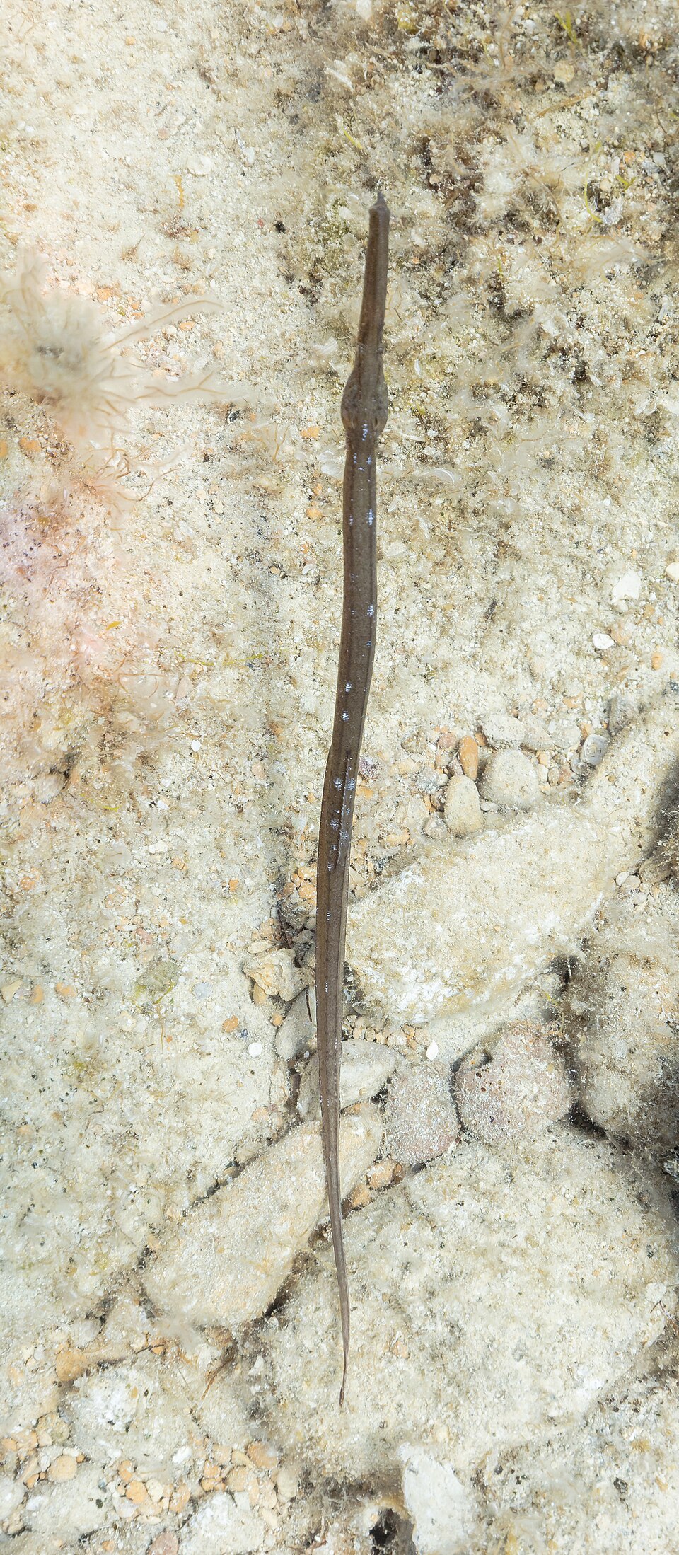 ภาพ ปลาจิ้มฟันจระเข้ typhle (Syngnathus typhle)