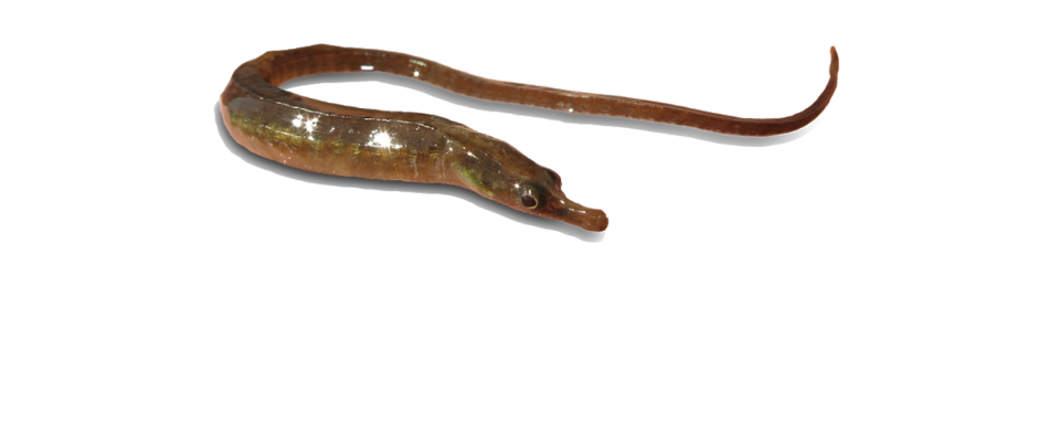 ภาพ ปลาจิ้มฟันจระเข้ปากแม่น้ำ (Syngnathus watermeyeri)