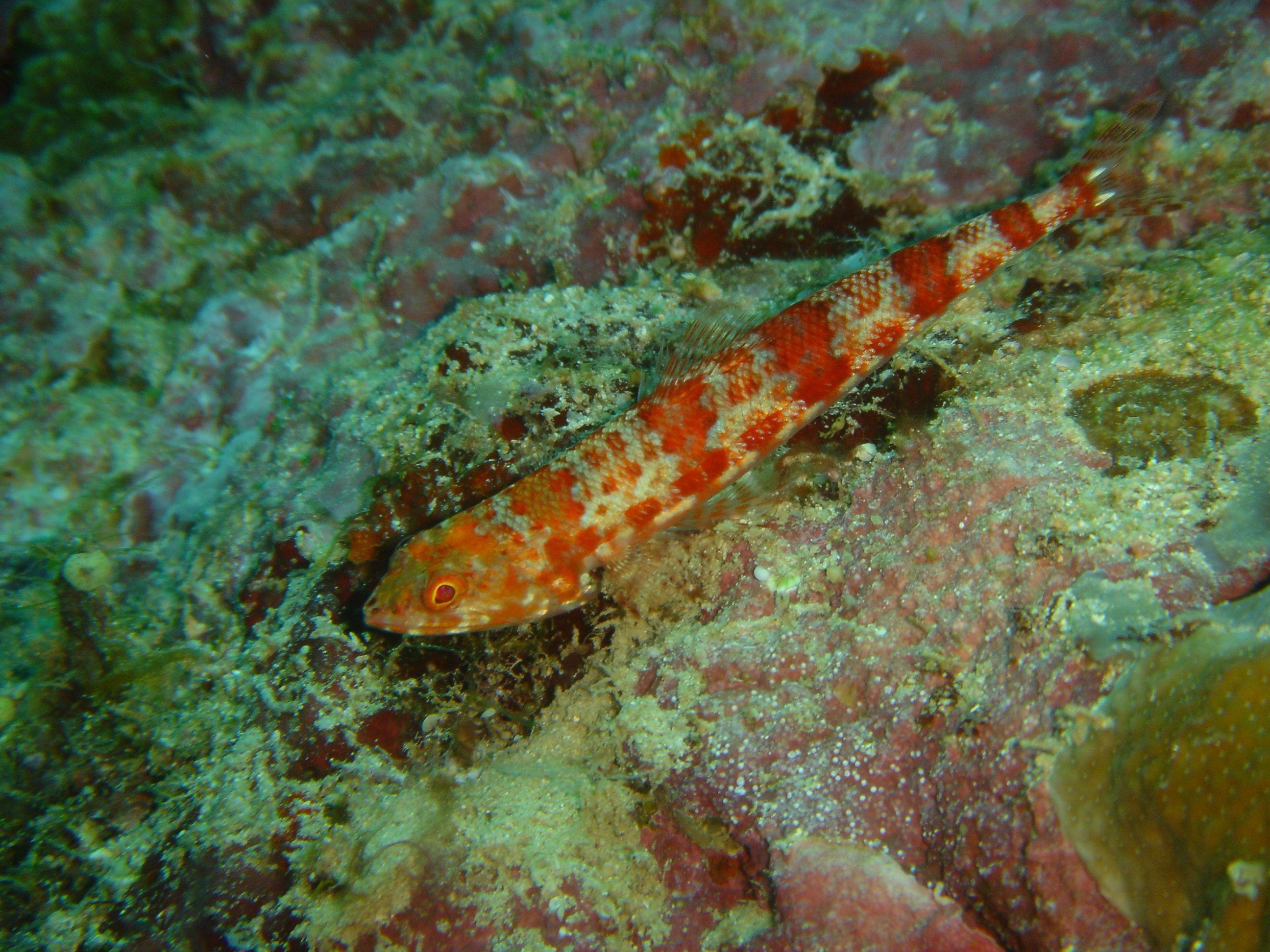 ภาพ ปลา binotatus (Synodus binotatus)