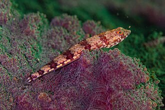 ภาพ ปลา dermatogenys (Synodus dermatogenys)