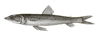 ภาพ ปลา indicus (Synodus indicus)