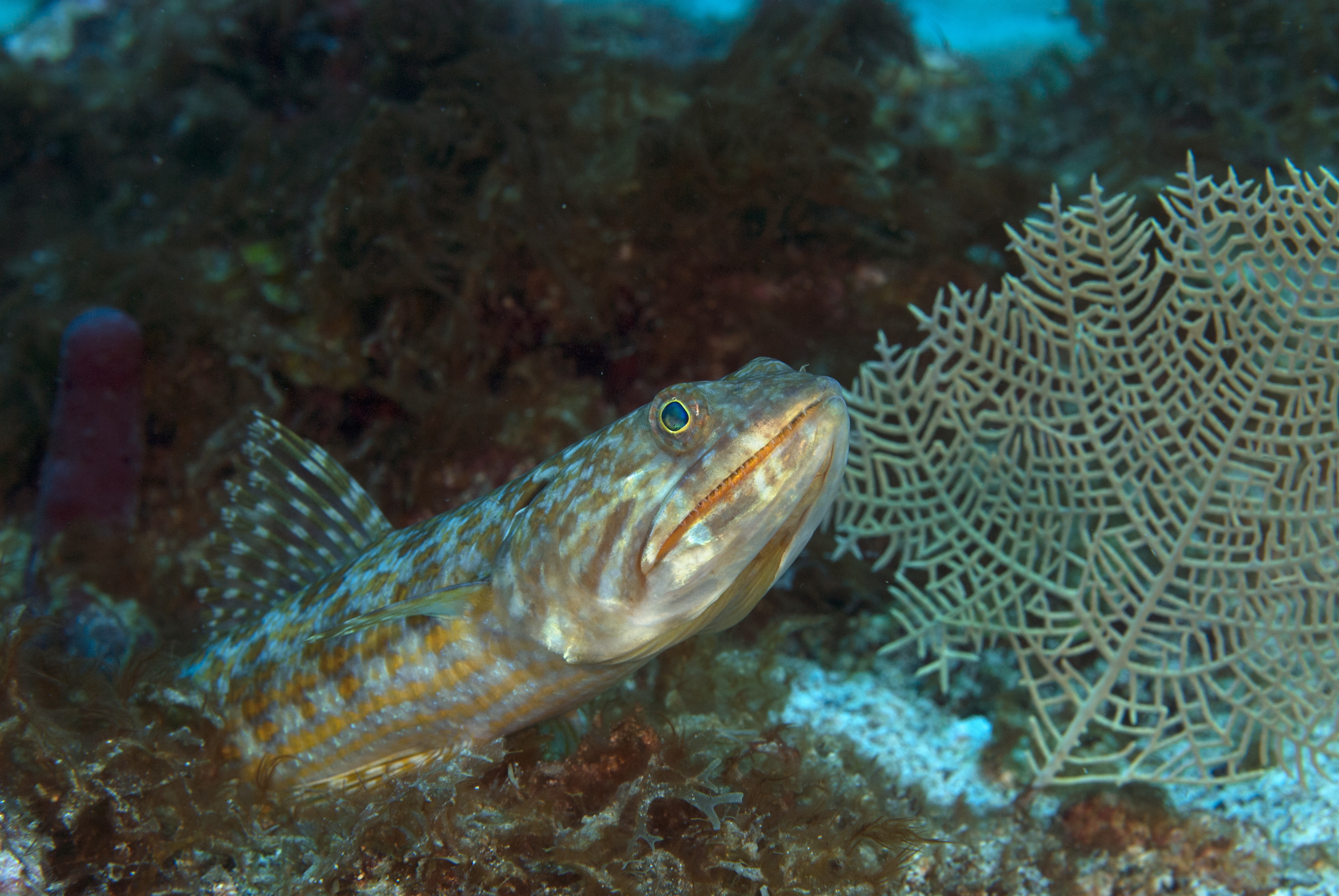 ภาพ ปลา intermedius (Synodus intermedius)