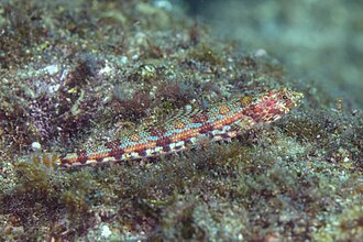 ภาพ ปลา lacertinus (Synodus lacertinus)