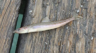 ภาพ ปลา lucioceps (Synodus lucioceps)