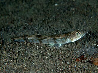ภาพ ปลา macrops (Synodus macrops)