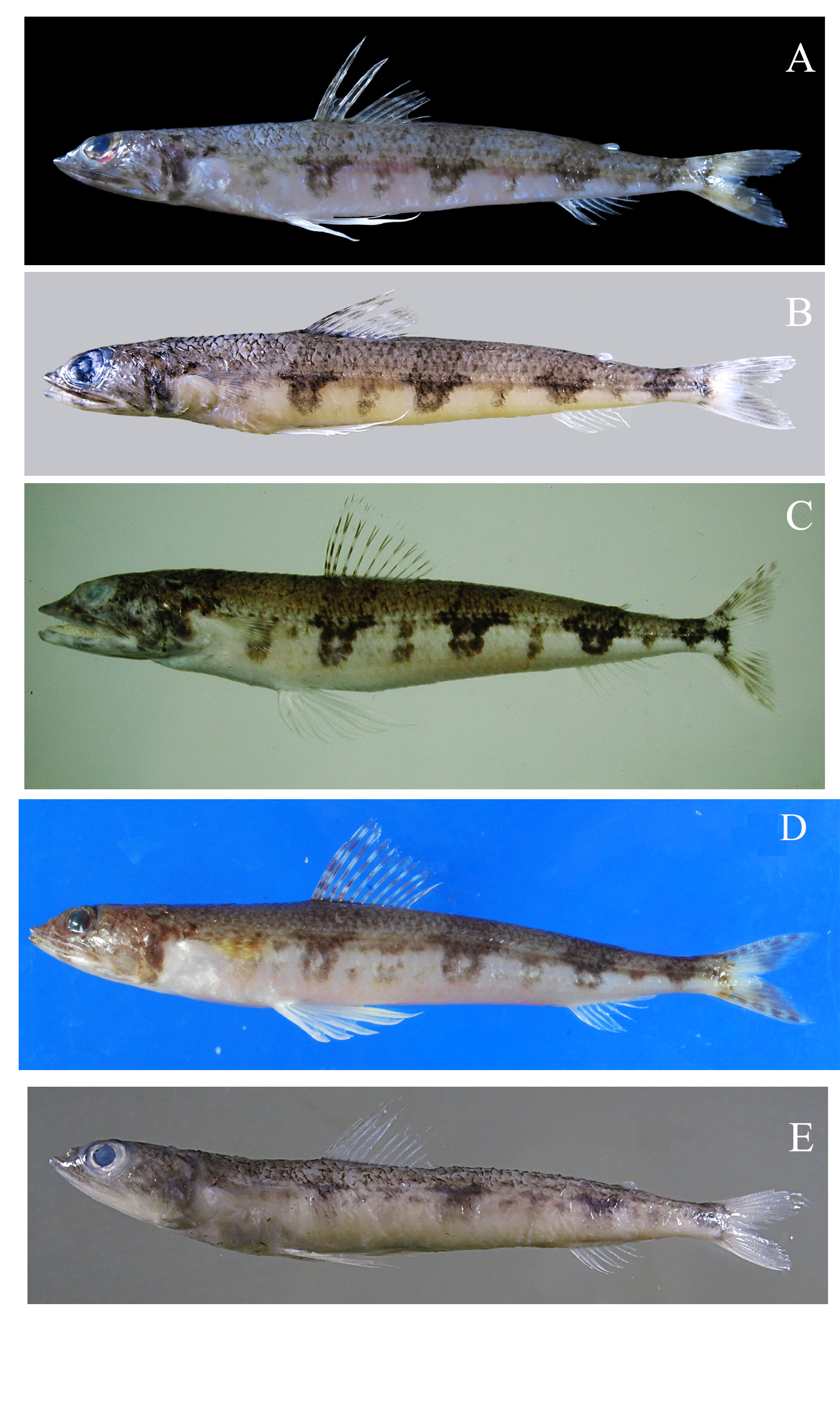 ภาพ ปลา pacificus (Synodus pacificus)