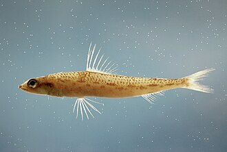 ภาพ ปลา poeyi (Synodus poeyi)