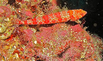 ภาพ ปลา rubromarmoratus (Synodus rubromarmoratus)