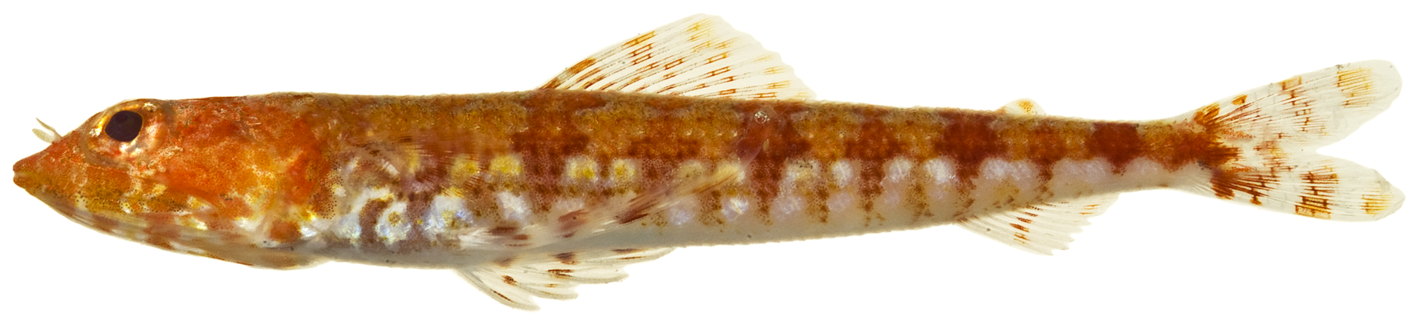 ภาพ ปลา synodus (Synodus synodus)