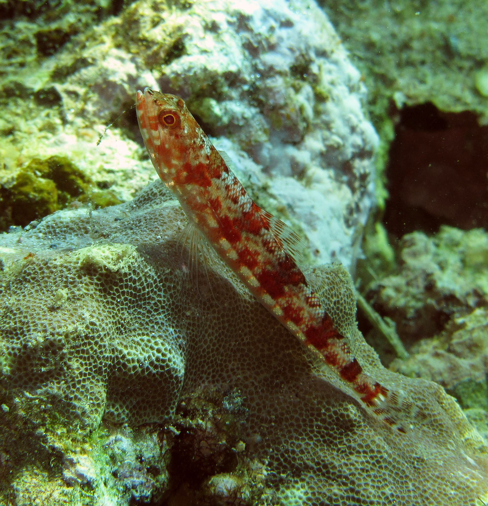 ภาพ ปลา variegatus (Synodus variegatus)